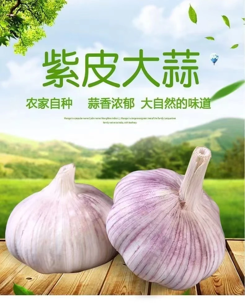 2024山东金乡大蒜新鲜干大蒜颗粒饱满辣味十足营养蒜紫白皮11