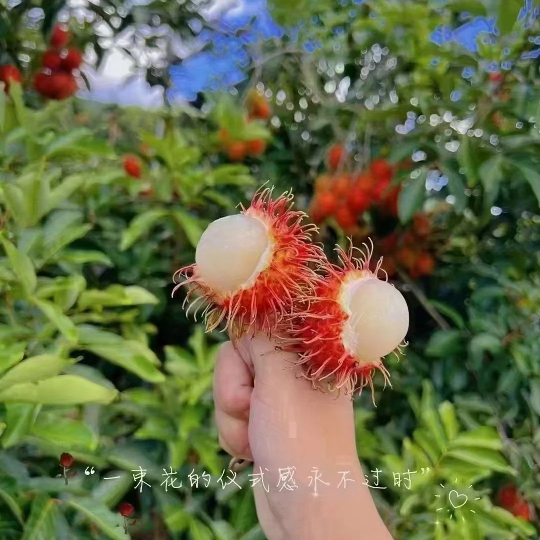 越南红毛丹7斤