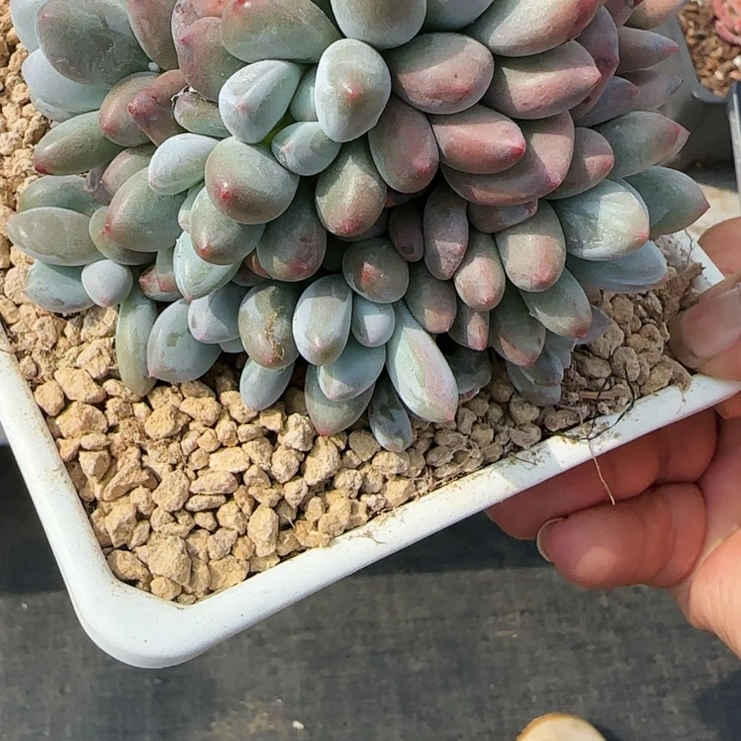 【闪购商品】多头香水