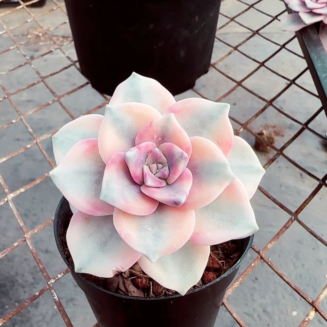 【闪购商品】紫乐锦