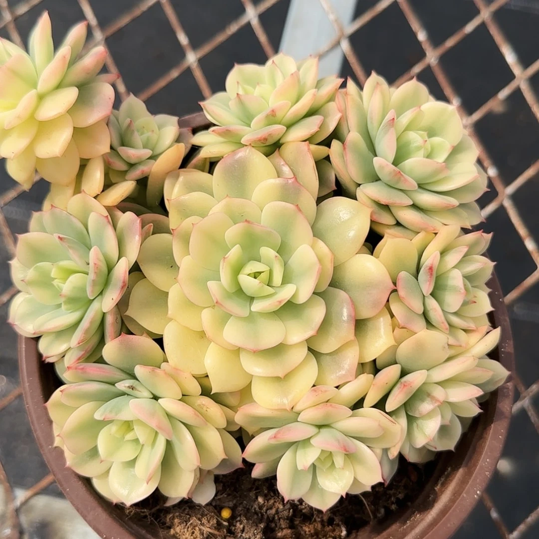 【闪购商品】戴伦锦