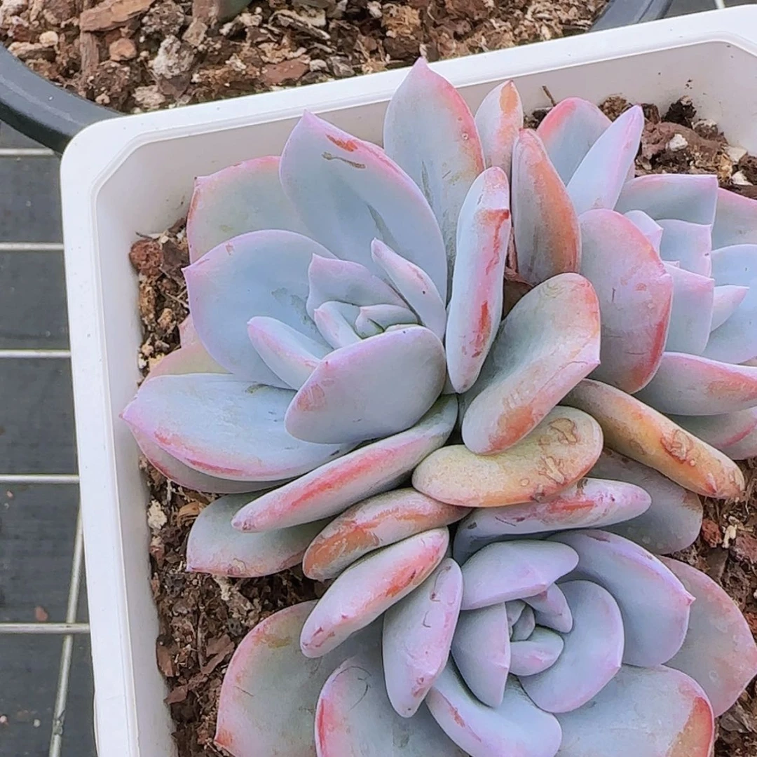 【闪购商品】三头奶茶