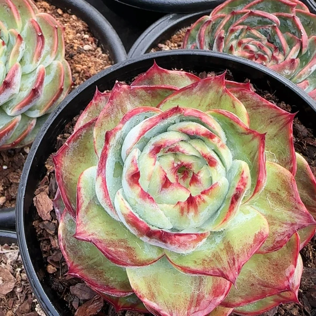 【闪购商品】玫瑰惊鸿