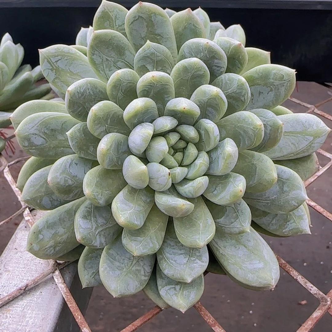 【闪购商品】单头百达翡翠