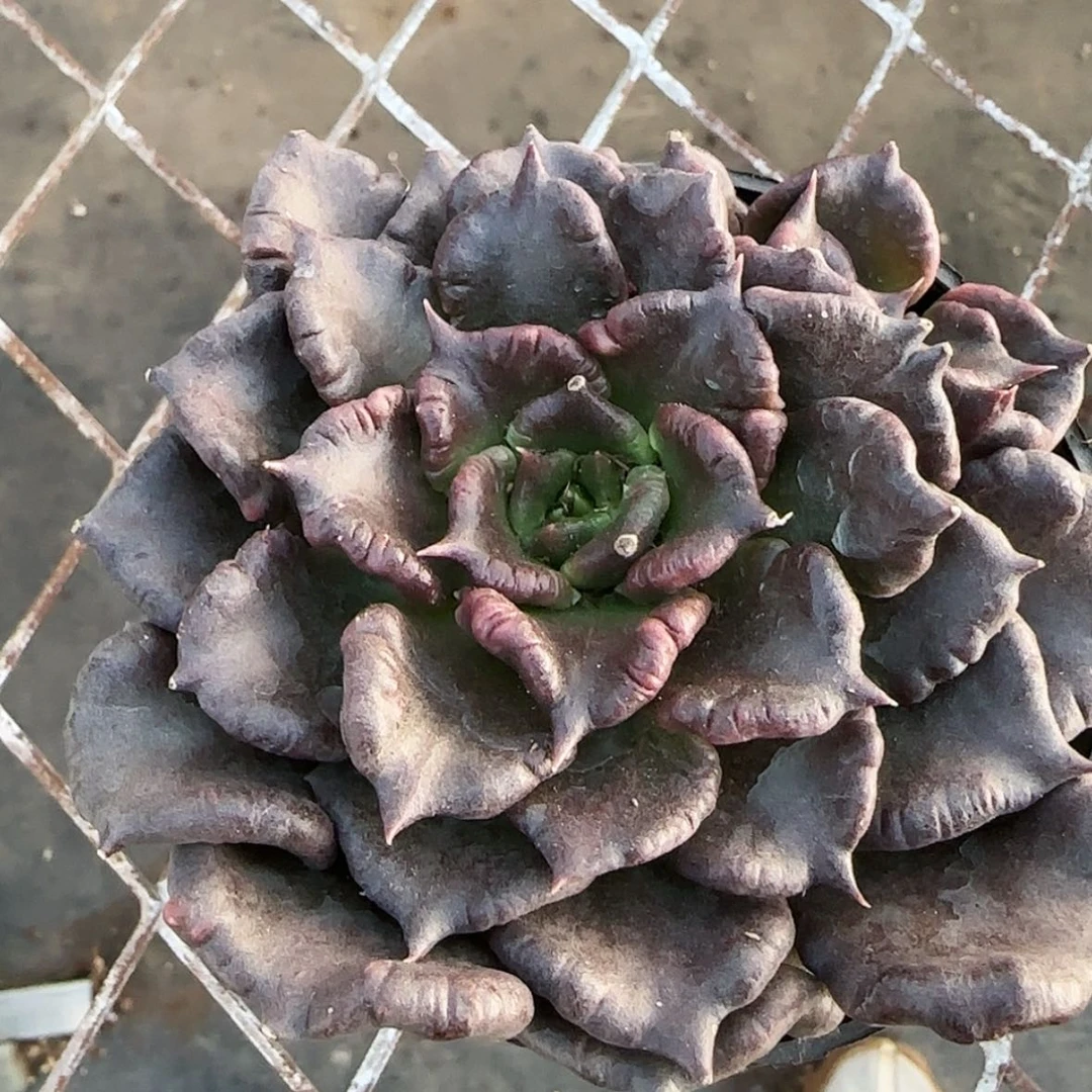 【闪购商品】黑饺子皮