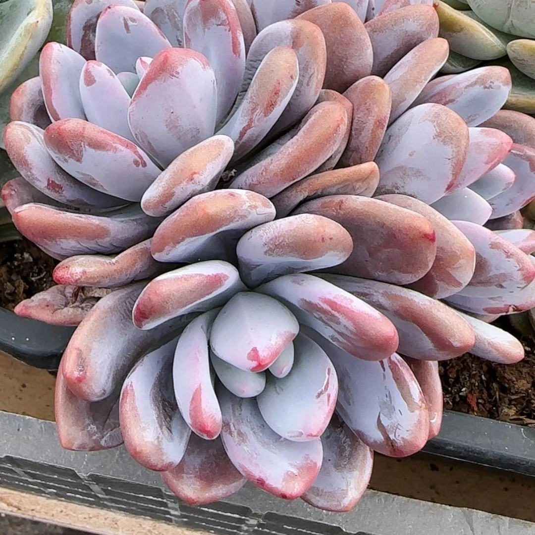 【闪购商品】三头粉兔