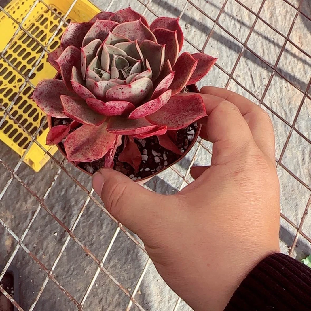 【闪购商品】血色玫瑰