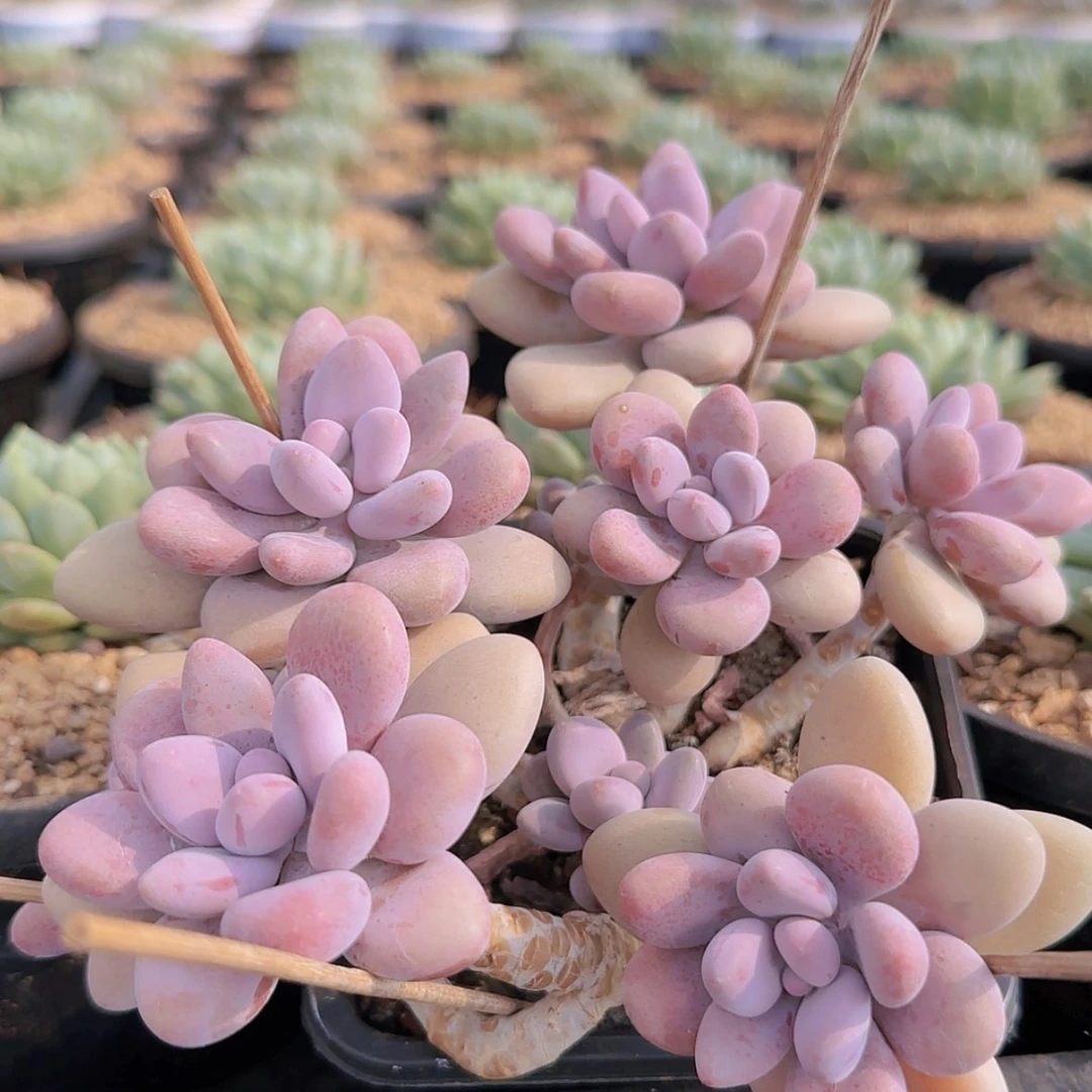 【闪购商品】老桩桃蛋