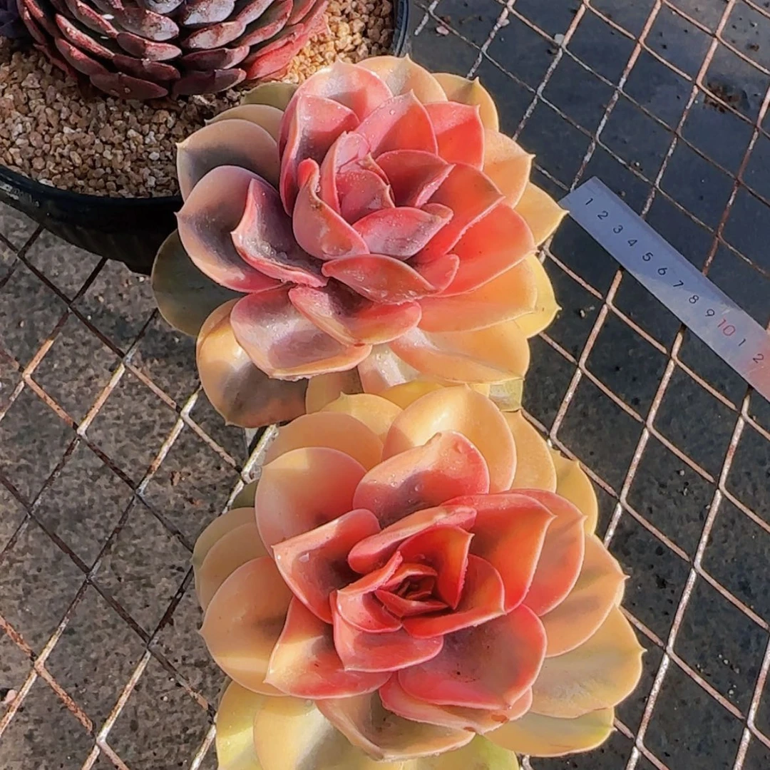 【闪购商品】彩虹锦