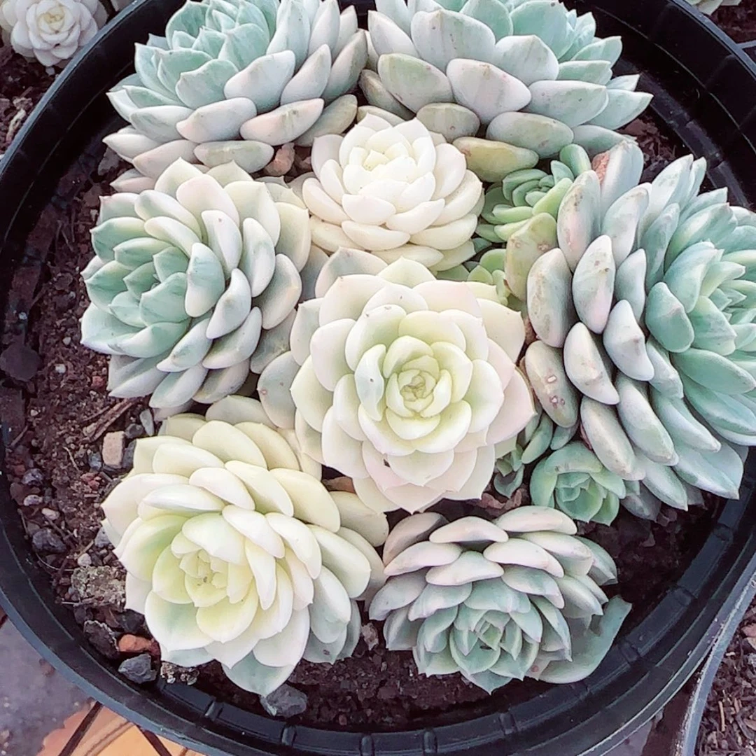 【闪购商品】粉布偶白锦