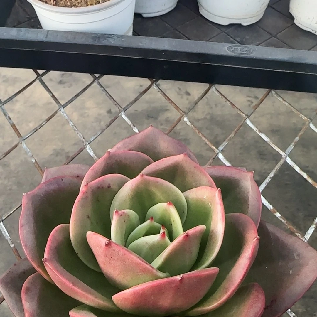 【闪购商品】狮子王