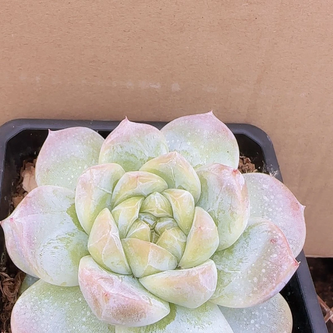 【闪购商品】母本白泽