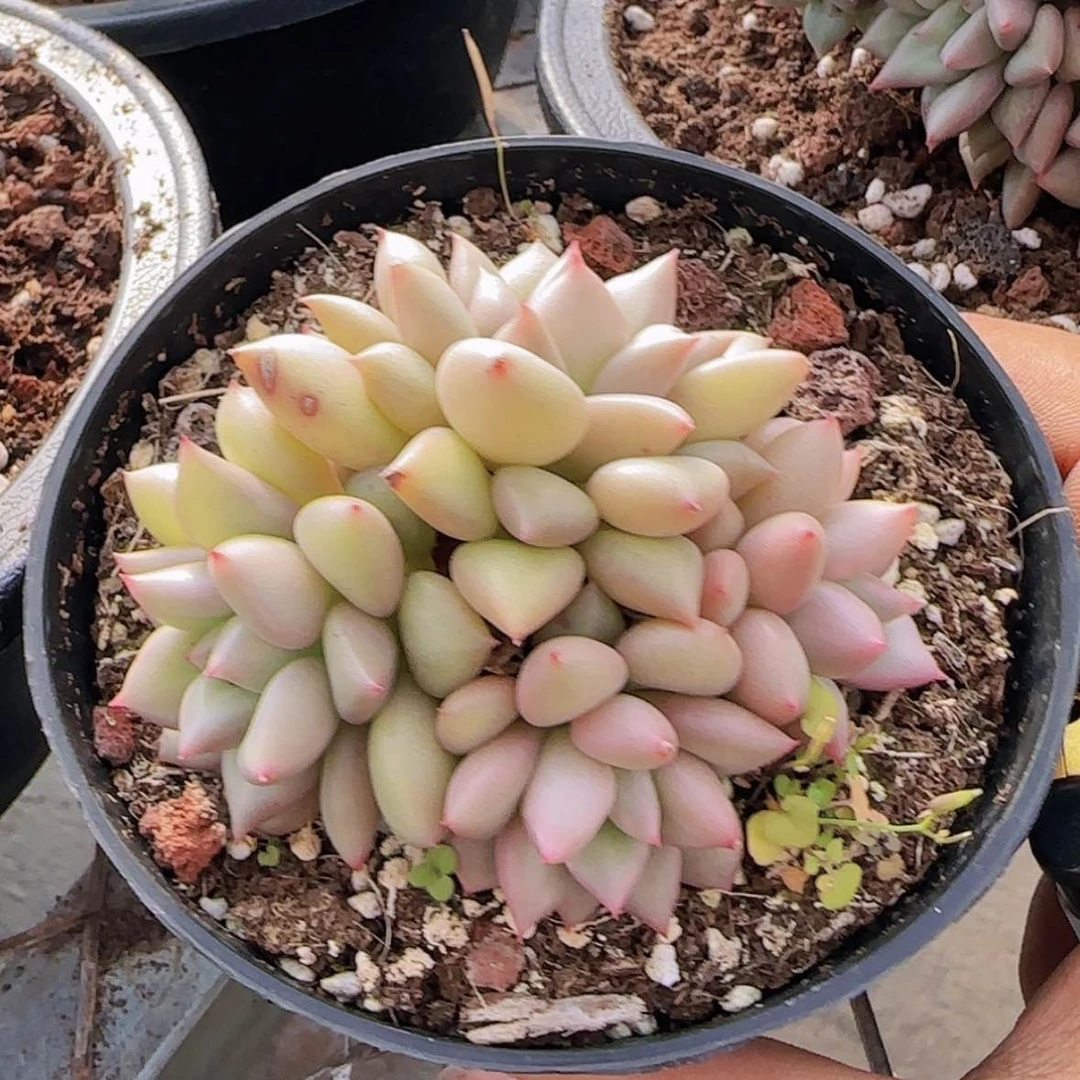 【闪购商品】小象牙