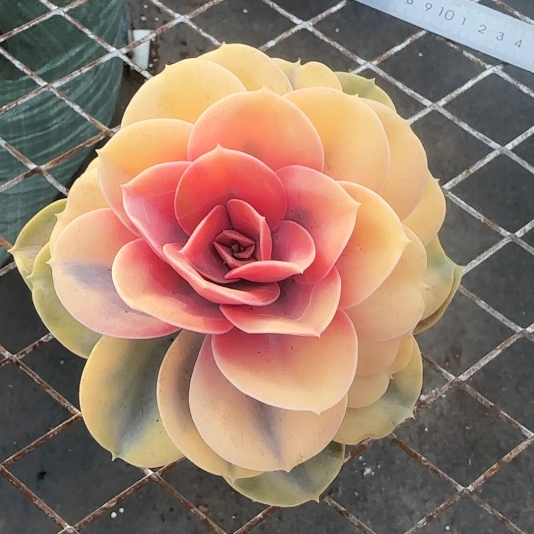 【闪购商品】彩虹锦