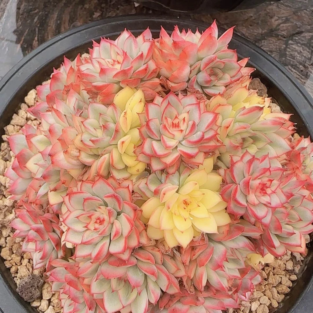 【闪购商品】女雏锦