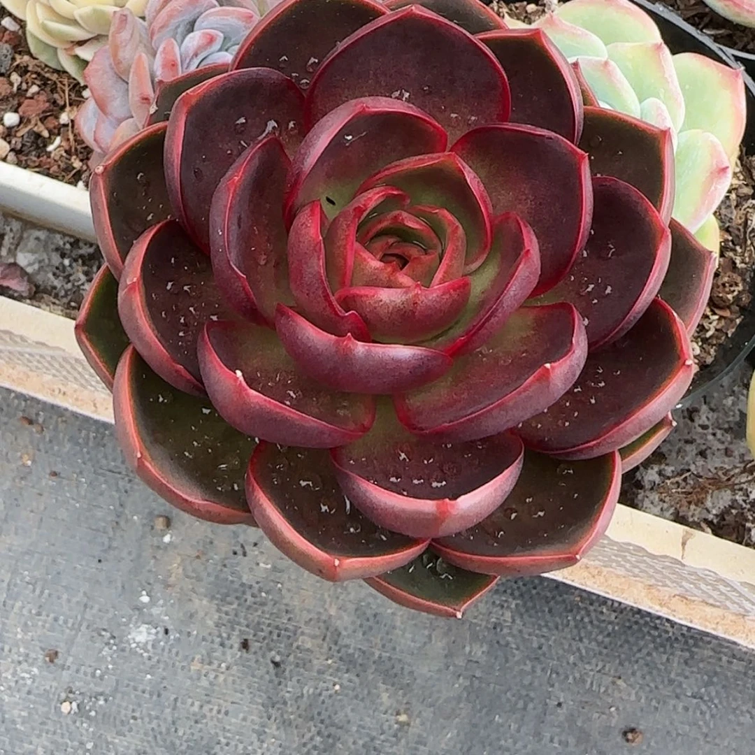 【闪购商品】红灯，