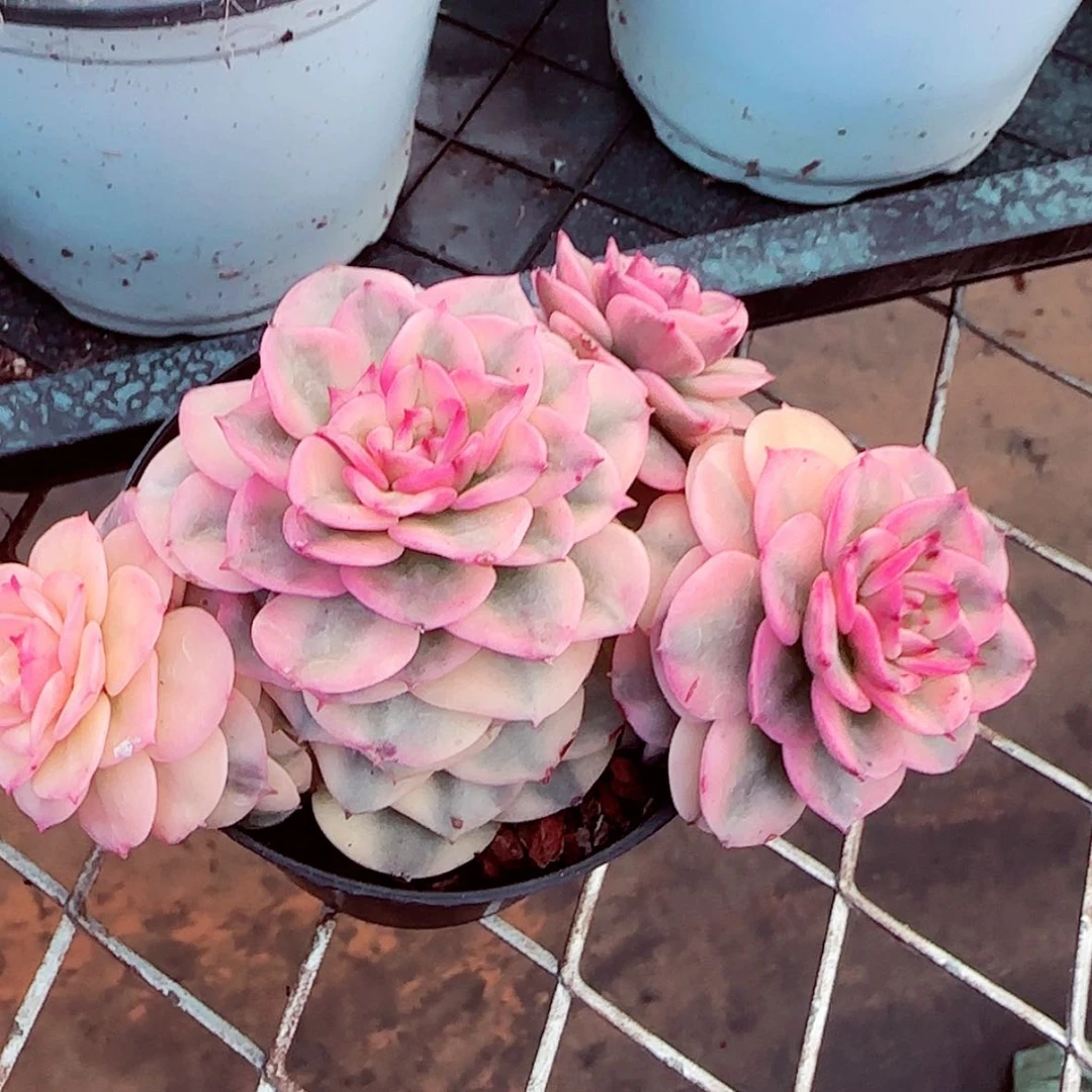 【闪购商品】腊牡丹锦