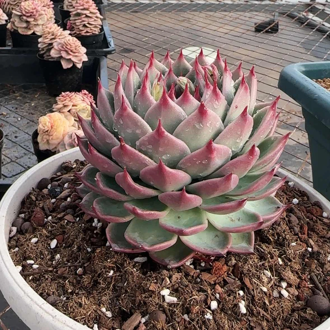 【闪购商品】托斯卡