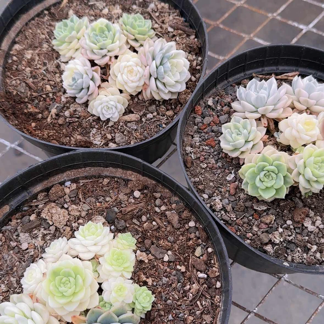 【闪购商品】粉布偶白锦