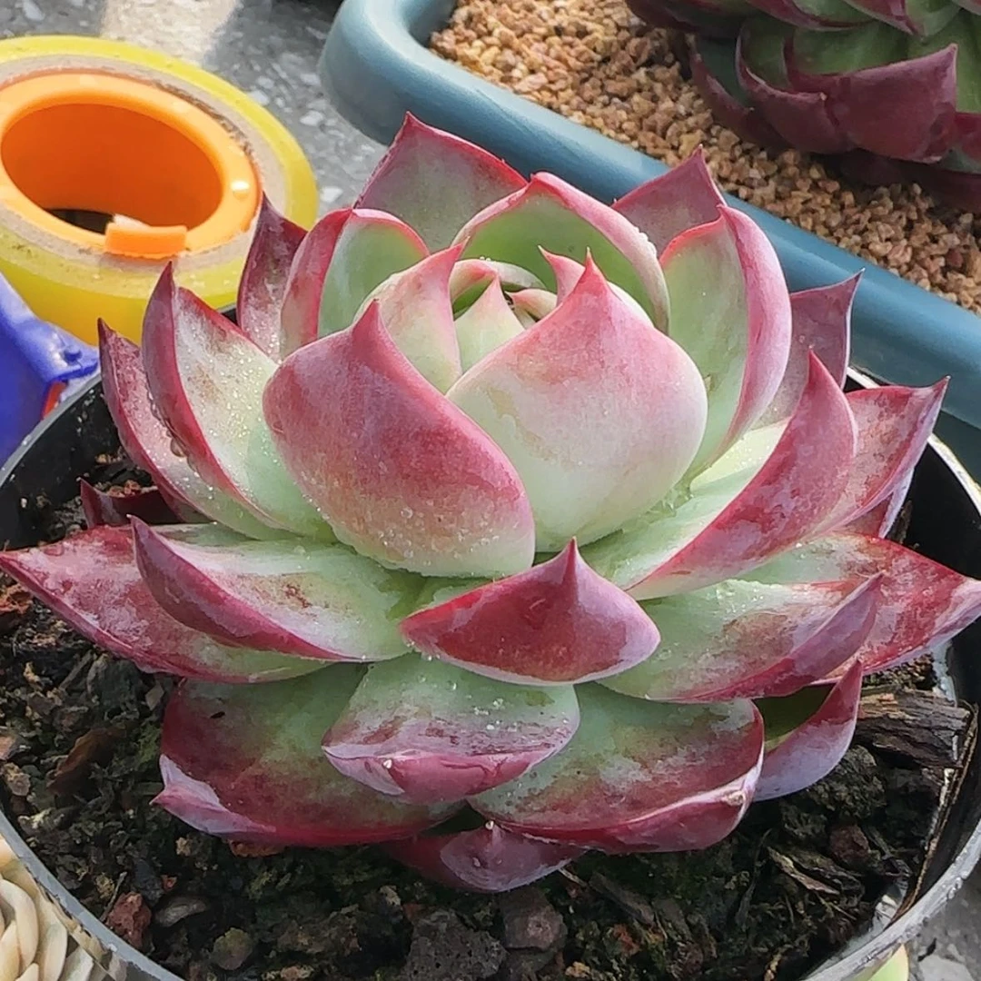 【闪购商品】窄叶惊鸿