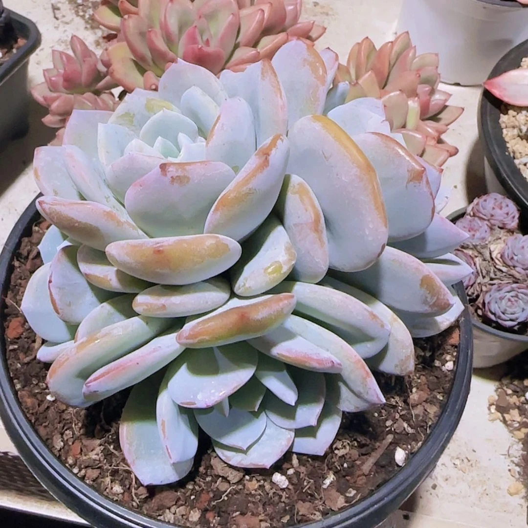 【闪购商品】四头奶茶群