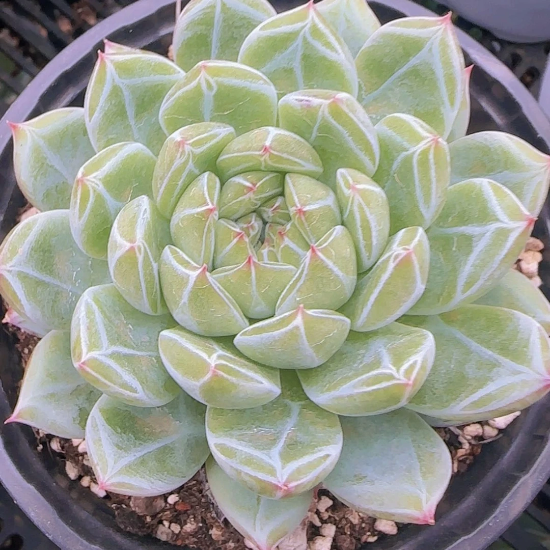 【闪购商品】雪花珍妮