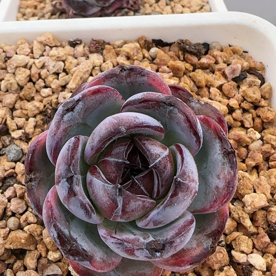 【闪购商品】黑橙子，