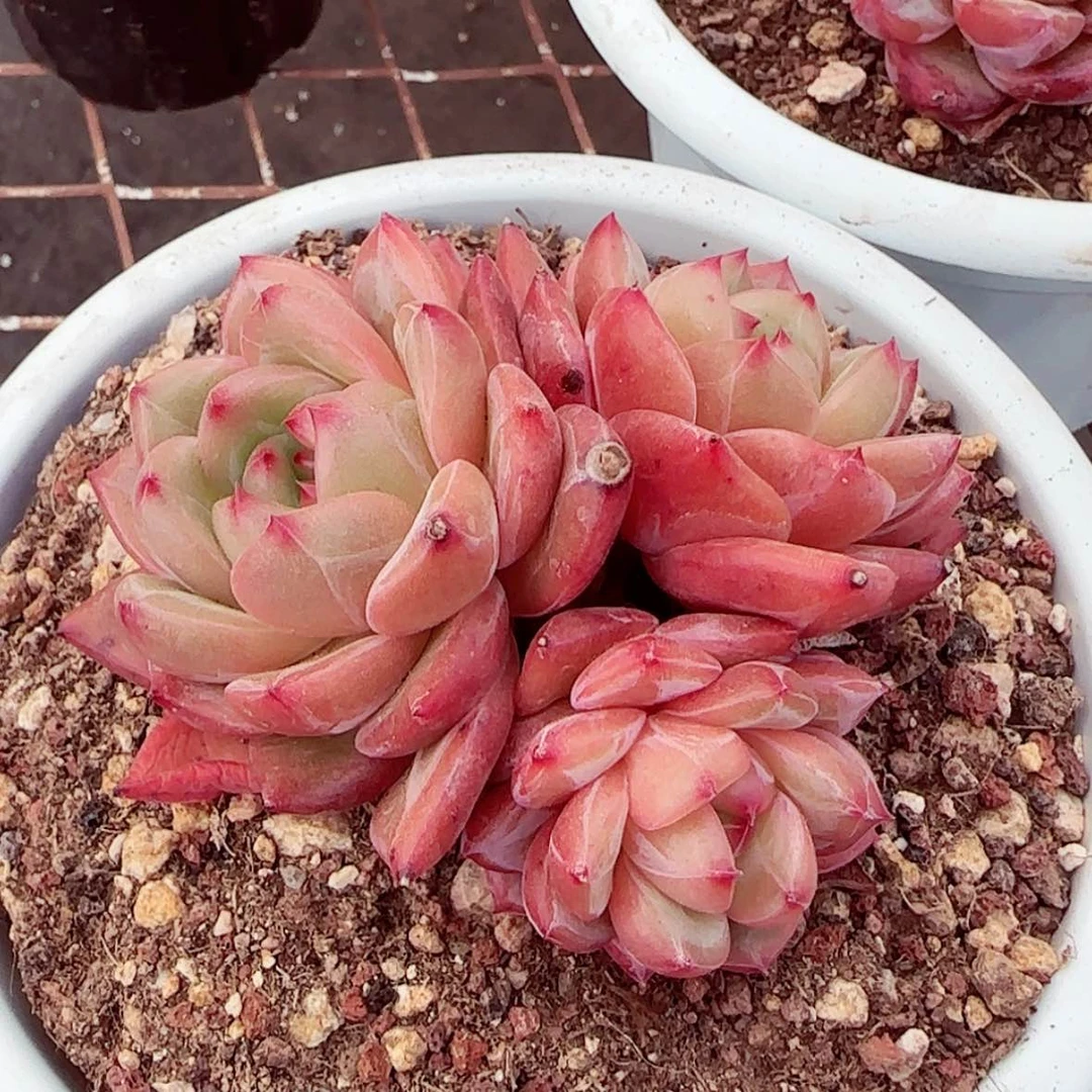 【闪购商品】三头伊丽莎