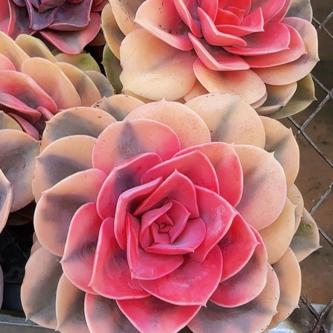 【闪购商品】彩虹锦
