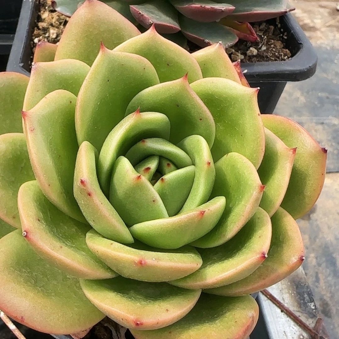 【闪购商品】狮子王