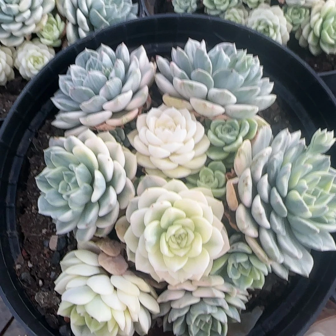 【闪购商品】粉布偶白锦