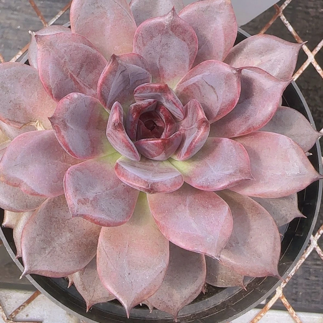 【闪购商品】黑巧克力