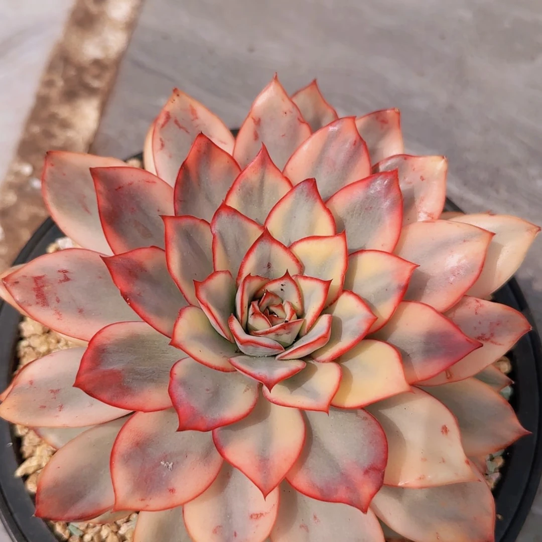 【闪购商品】月光女神锦