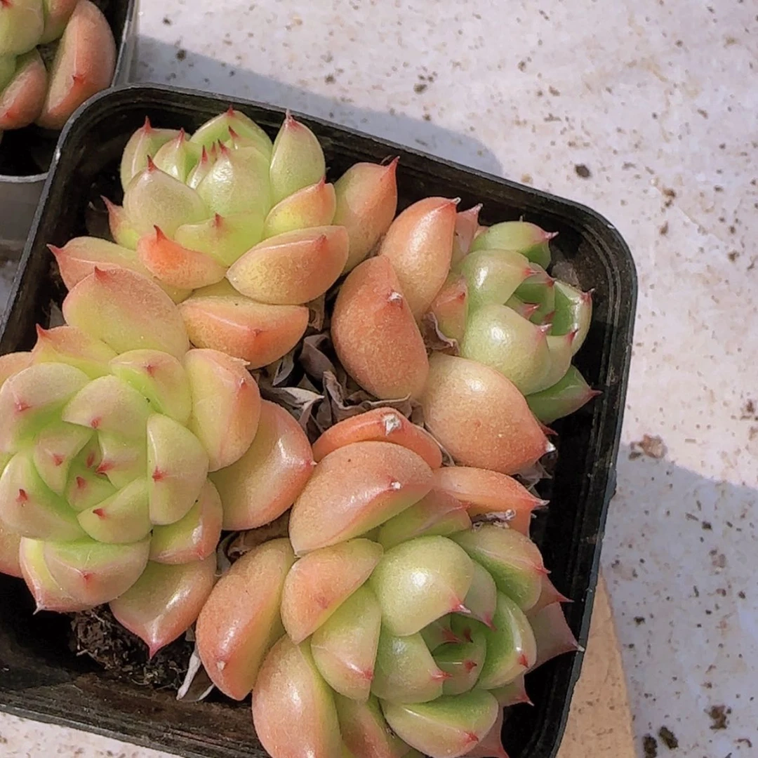 【闪购商品】晴朗珍妮