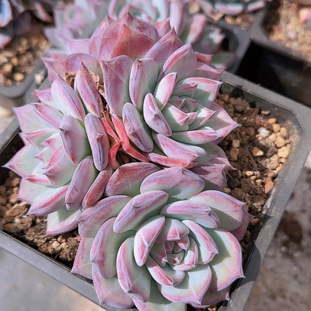 【闪购商品】群生红拉糖