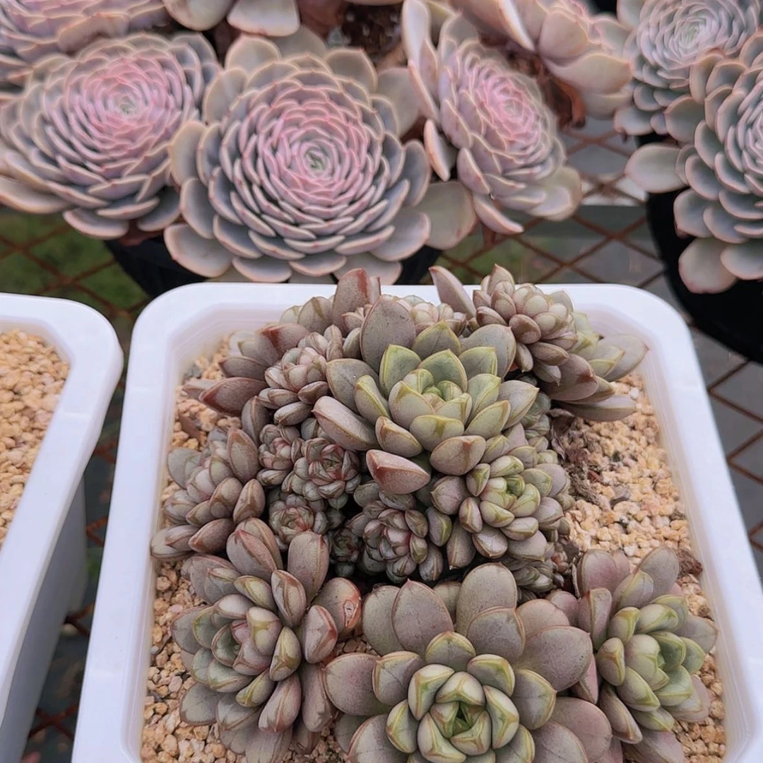 【闪购商品】手捧大葡萄