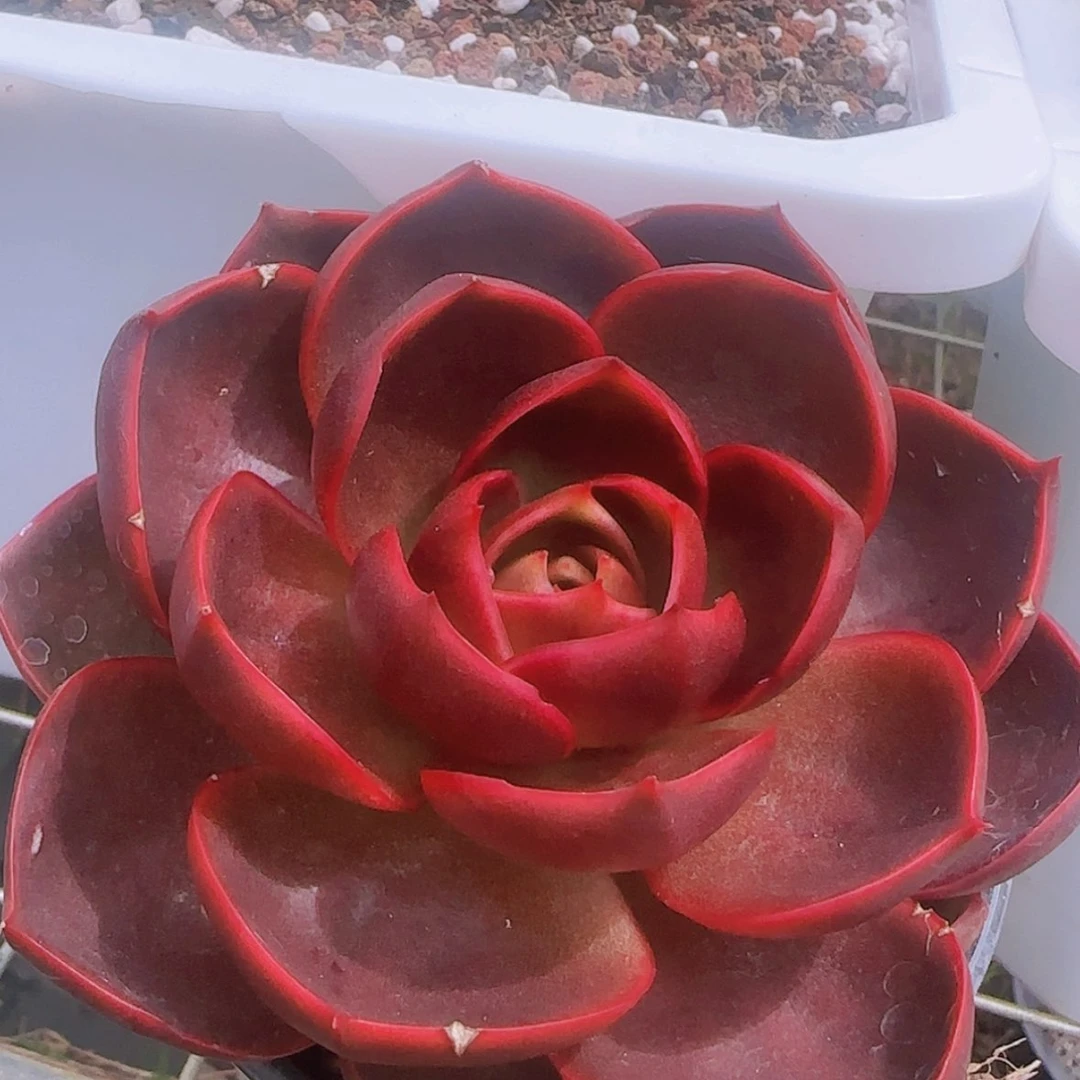 【闪购商品】红灯，