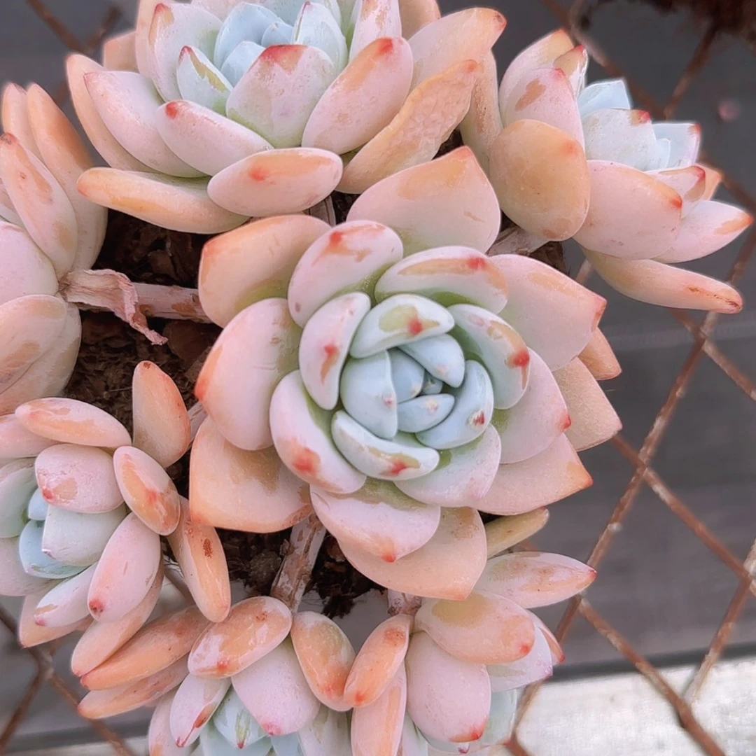 【闪购商品】精控冷香