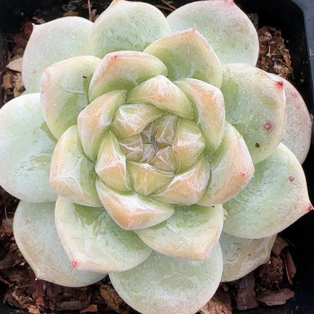 【闪购商品】白泽，