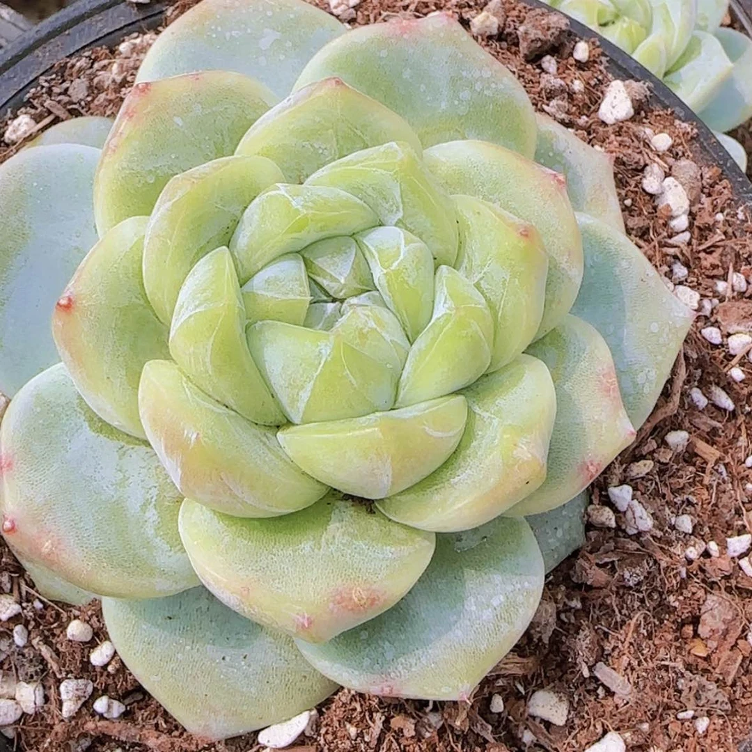 【闪购商品】母本白泽