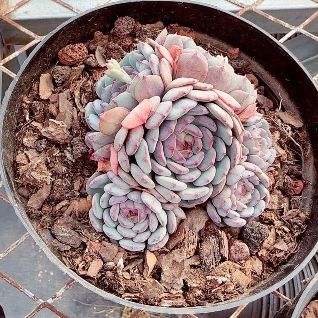 【闪购商品】大群白胖子