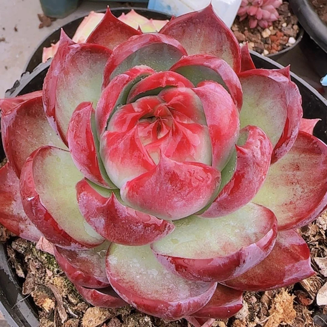 【闪购商品】窄叶惊鸿