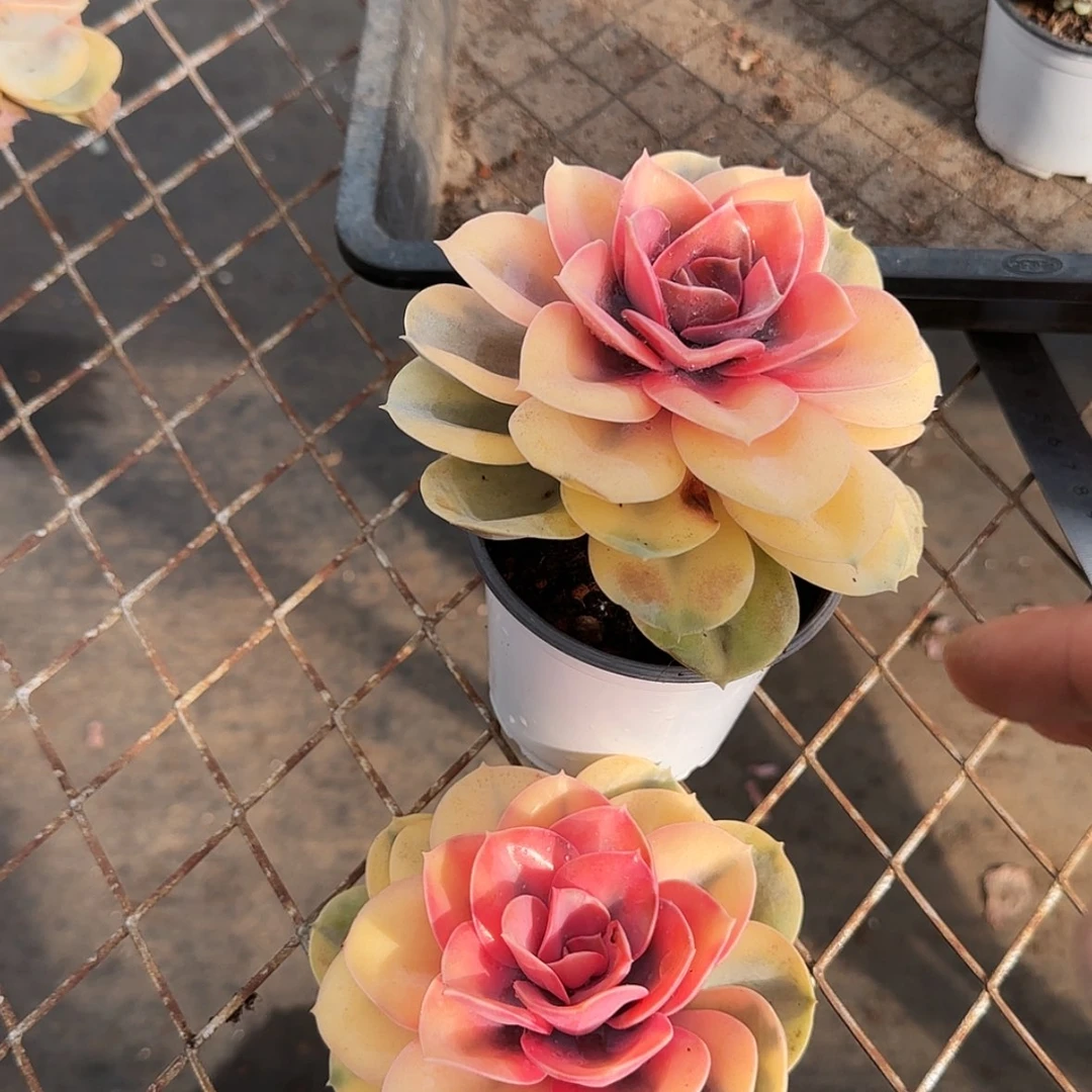 【闪购商品】彩虹锦