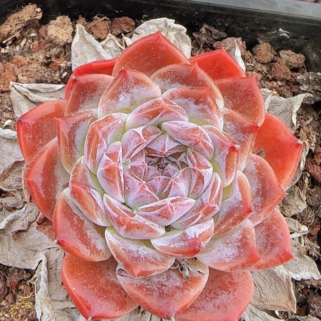 【闪购商品】粉冰魄