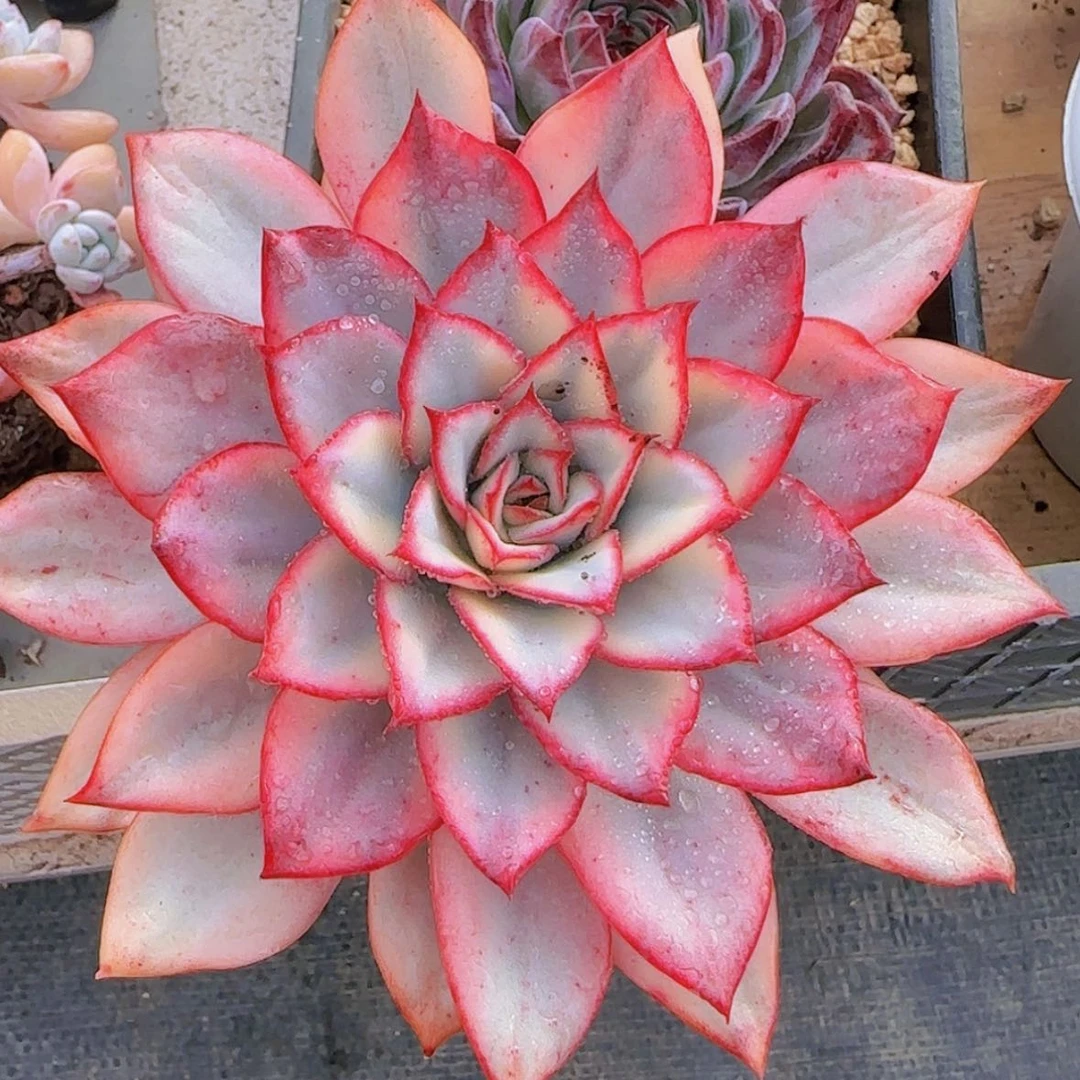 【闪购商品】月光女神锦