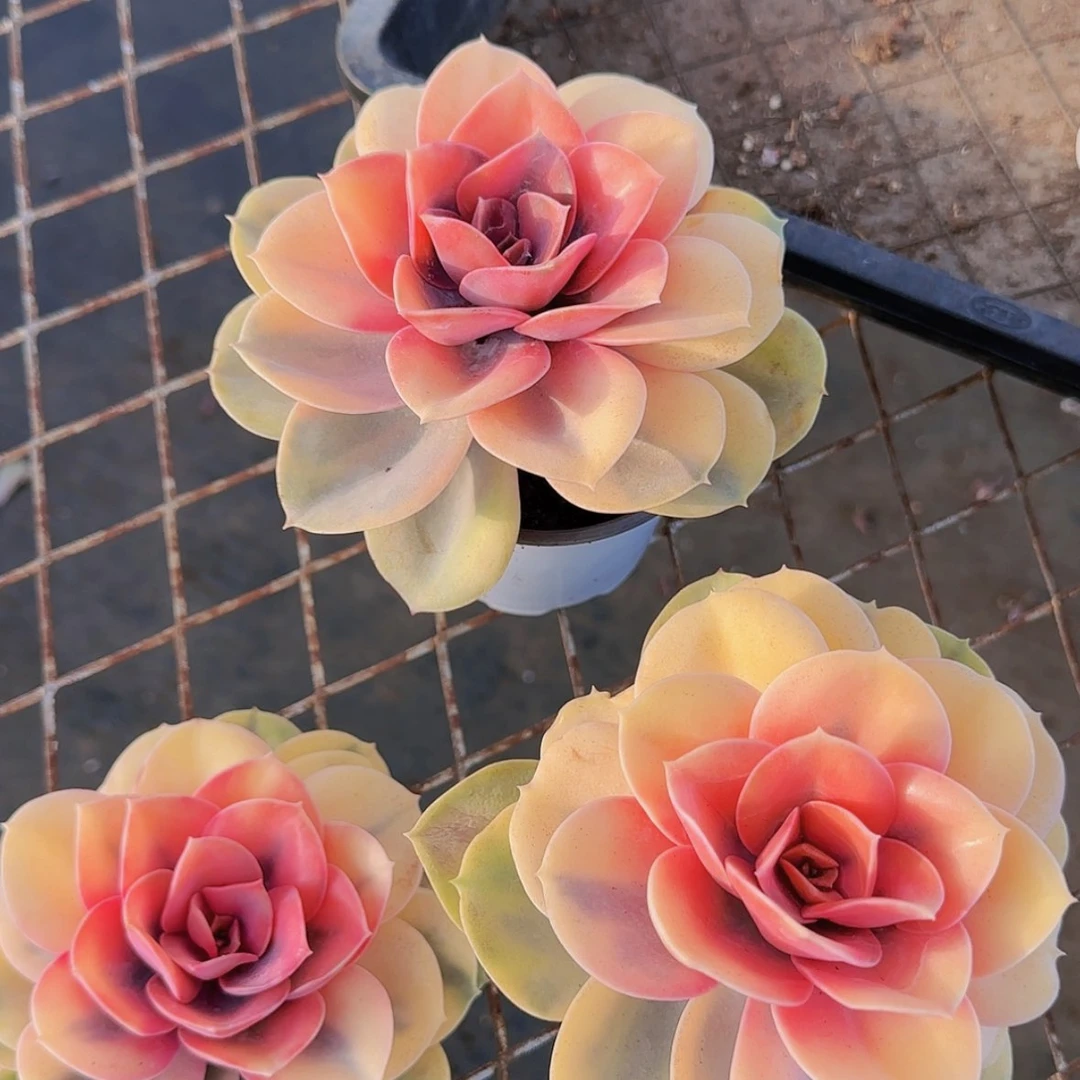 【闪购商品】彩虹锦