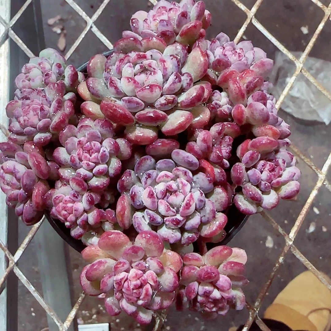 【闪购商品】萌豆多肉