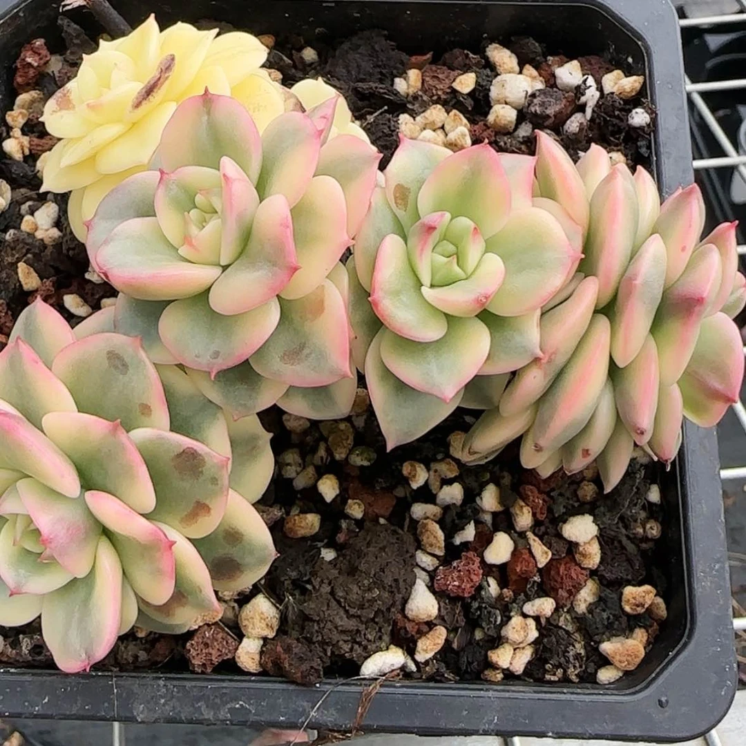 【闪购商品】腊牡丹锦