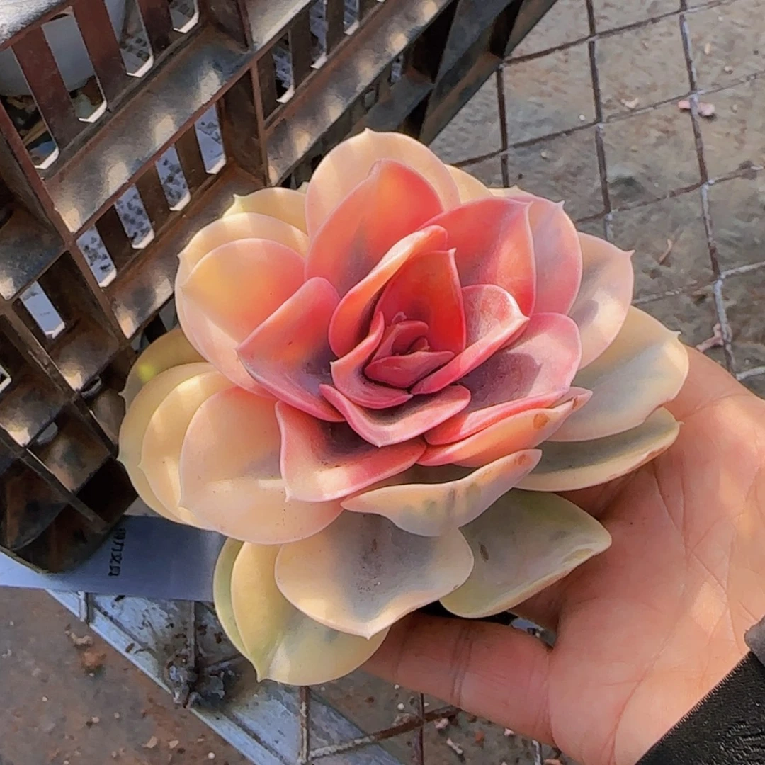 【闪购商品】彩虹锦
