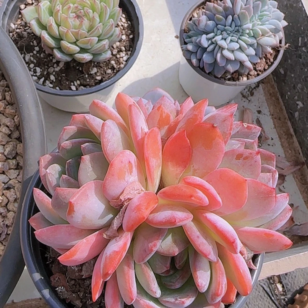 【闪购商品】三头全明星